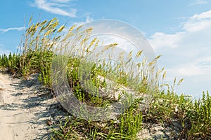 Grassy Sand Dune on Coquina Beach at Nags Head