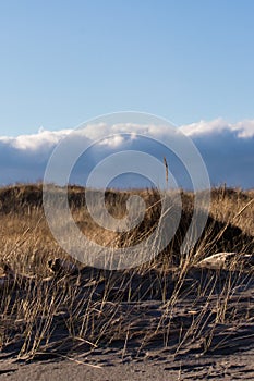 Grassy sand dunes in pacific northwest