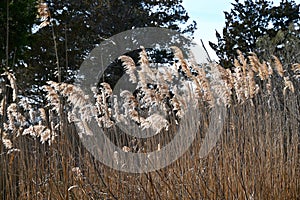 Invasive Phragmites photo