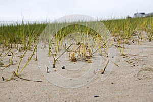 Grassy shore Closeup during low-tide