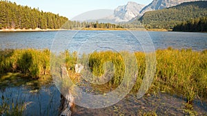 Grassy shore of Fishercap Lake in Glacier National Park in Montana USA photo