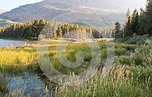 Grassy shore of Fishercap Lake in Glacier National Park in Montana USA photo