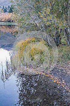 Grassy shoreline bank of lake with bushes and fallen autumn leaves