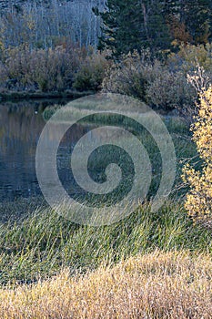 Grassy shoreline edge with autumn folieage in sunlight