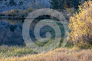 Grassy shoreline edge with autumn folieage in sunlight