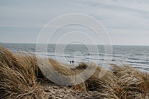 Grassy shoreline of a tranquil blue sea, with a few trees in the background