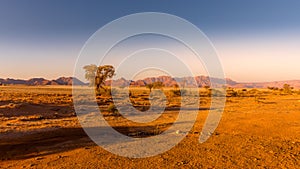 Grassy steppe with Camel Thorn trees Vachellia erioloba, near Sesriem, evening light, Naukluft Mountains at the back, Sesriem, N