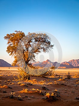 Grassy steppe with Camel Thorn trees Vachellia erioloba, near Sesriem, evening light, Naukluft Mountains at the back, Sesriem, N