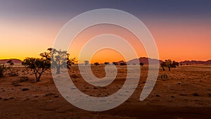 Grassy steppe with Camel Thorn trees Vachellia erioloba, near Sesriem, evening light, Naukluft Mountains at the back, Sesriem, N