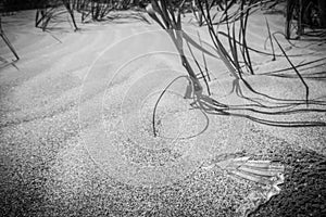 Grassy windy sand dunes on the beach