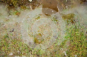 Grassy yard lawn or park with puddles in the green field with reflectios. Frozen plant in a puddle with ice. Puddle in pink rock w