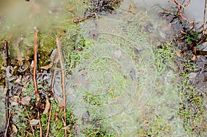 Grassy yard lawn or park with puddles in the green field with reflectios. Frozen plant in a puddle with ice. Puddle in pink rock w