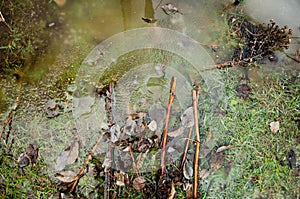 Grassy yard lawn or park with puddles in the green field with reflectios. Frozen plant in a puddle with ice. Puddle in pink rock w