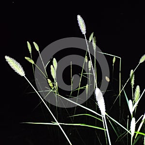 Grassï¼ŒGreen plants with thorns are quiet, fresh, lovely