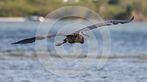 Great Blue Heron Flying, San Carlos Bay, Bunche Beach Preserve, F photo