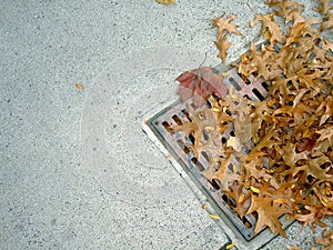 Grate and leaves 2