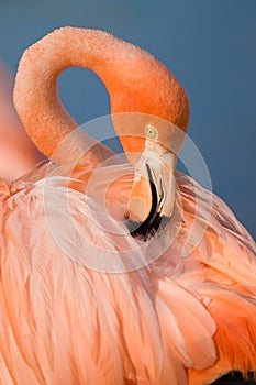 Grater Flamingo (Phoenicopterus ruber)