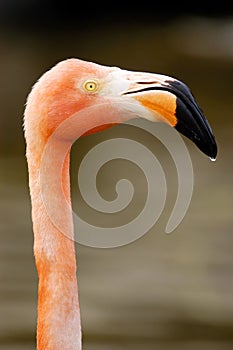 Grater Flamingo Phoenicopterus ruber closeup