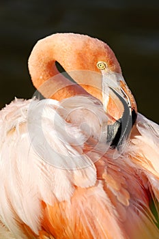 Grater Flamingo Phoenicopterus ruber detail