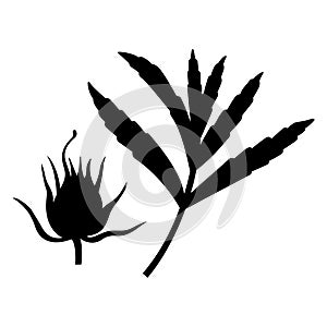 Gratiola leaf and flower