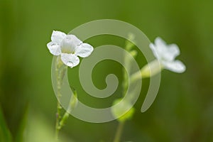 Gratiola officinalis flower