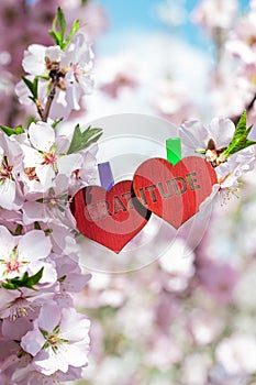 gratitude word love theme pinned almond blossom