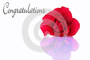 Gratulations with a red rose photo
