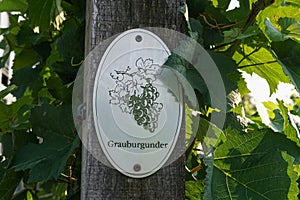 Vine plants with a `Grauburgunder` sign on a vineyard