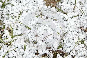 Graupel or snow pellets on grass. Form of precipitation falls. Soft hail small white balls on lawn