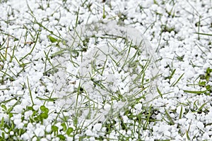 Graupel or snow pellets on green grass. Form of precipitation falls. Soft hail small white balls