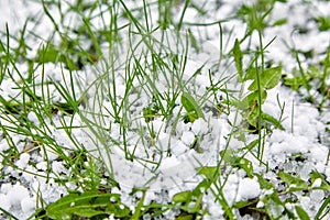 Graupel or snow pellets on green grass. Form of precipitation falls. Soft hail small white balls on lawn