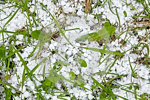 Graupel or snow pellets on green grass, top view, form of precipitation falls