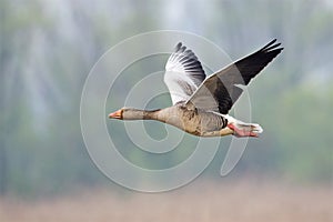 Grauwe Gans, Grey-lag Goose, Anser anser photo