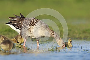 Grauwe Gans, Grey-lag Goose, Anser anser