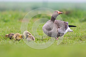 Grauwe Gans, Grey-lag Goose, Anser anser photo