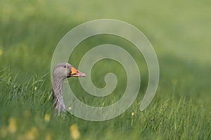 Grauwe Gans, Greylag Goose, Anser anser