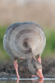 Grauwe Gans, Greylag Goose, Anser anser