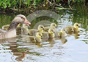 Grauwe gans greyleg goose with babies photo