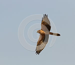 Grauwe Kiekendief, Montagu\'s Harrier, Circus pygargus