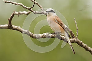 Grauwe Klauwier, Red-backed Shrike, Lanius collurio