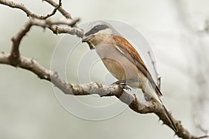 Grauwe Klauwier, Red-backed Shrike, Lanius collurio