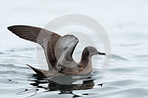 Grauwe Pijlstormvogel, Sooty Shearwater, Puffinus griseus photo