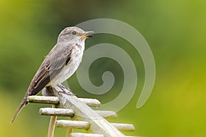 Grauwe vliegenvanger, Spotted Flycatcher, Muscicapa striata