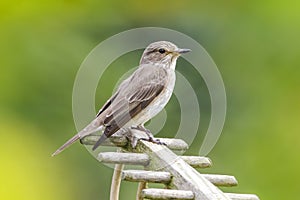 Grauwe vliegenvanger, Spotted Flycatcher, Muscicapa striata