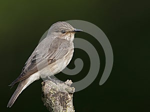 Grauwe vliegenvanger, Spotted Flycatcher, Muscicapa striata