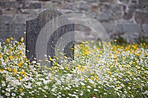 Grave surrounded by wild flowers