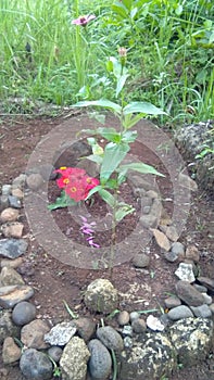 The grave in the village in morning with some flower