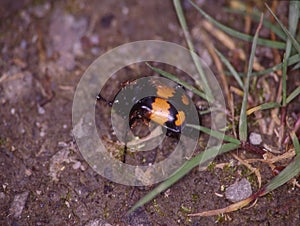 Gravedigger beetle crawls