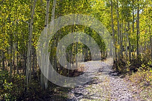 A gravel access road through a young aspen woods in late summer