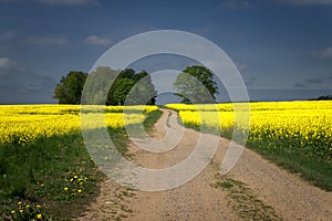 Gravel country road through farm fields